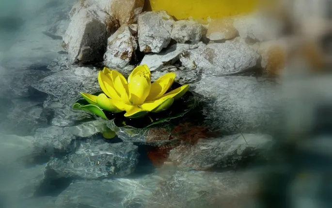 Fleur jaune s'ouvrant au milieu des pierres, image de l'énergie vitale retrouvée